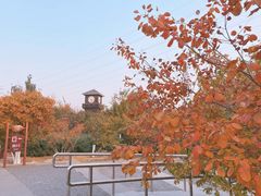 -永定河休闲森林公园