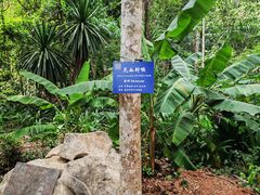 -中国科学院西双版纳热带植物园