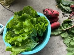 -马陆小张葡萄园农家乐