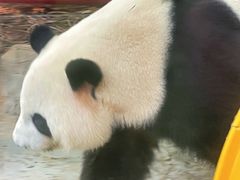 -灵玲国际马戏城