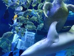-北戴河圣蓝海洋公园