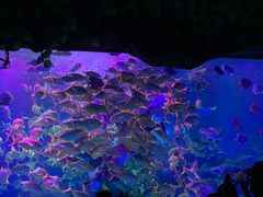 -芜湖新华联大白鲸海洋公园