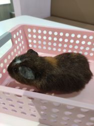 -Moni星球萌宠·小马宝莉·灵蛇·高端高阶全萌宠互动体验俱乐部(红豆国际广场店)