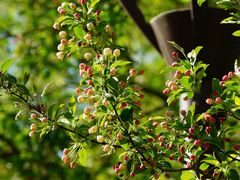-海棠花溪(元大都城垣遗址公园)