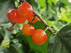 -樱桃山旅游景区