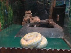 -上海大自然野生昆虫馆(东方明珠·爬宠昆虫探索中心)