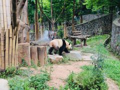 -都江堰中华大熊猫苑