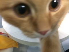 -喵的天空名猫咖啡馆·撸猫·猫舍·用品