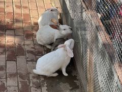 -栾川竹海野生动物园