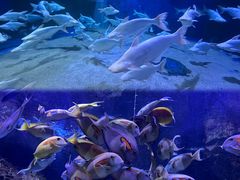 -成都浩海立方海洋公园