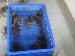 -七的湖·江南蟹舫·阳澄湖农家菜(蟹舫苑店)