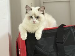 -御宝贝·A梦猫科宠物医院(国际猫友好医院)