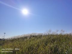 -春花秋色城市公园