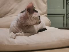 -momokira米努特·德文卷毛猫·棉花面纱犬