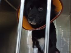 -佳雯宠物医院(金华南路分院)