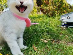 -天鹅湖体育公园