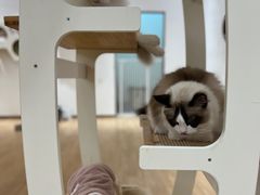 -1013 PET SHOP精品宠物商店(丁香店)