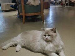 -藏猫猫咖啡主题馆(中央大道店)