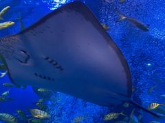 -太平洋海底世界