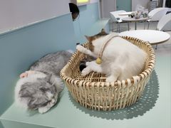 -怪兽屋·羊驼·猫咖·狗咖(俊华广场店)