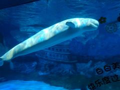 -大连圣亚海洋世界