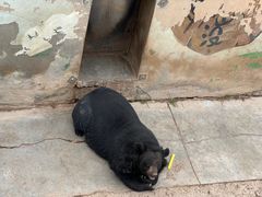 -青藏高原野生动物园