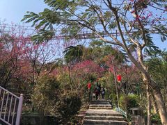 -清境桃源
