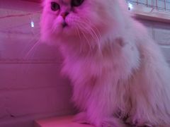 -猫小院猫主题咖啡厅(北锣店)