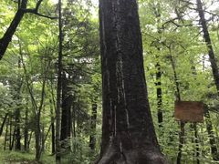 -五营红松林海景区