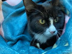 -北京赛佳动物医院