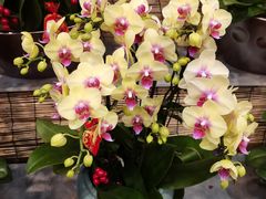 -双季花艺园艺市场(浦东店)