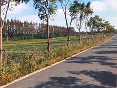 -上海长兴岛郊野公园