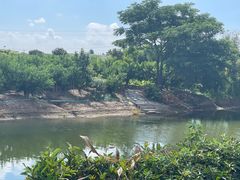 -南汇水蜜桃采摘(大团店)