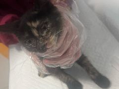 -瑞派福兴宠物医院犬猫全科·骨科·中西医结合(河东店)