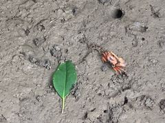 -东寨港红树林旅游区