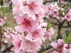 -南汇桃花村