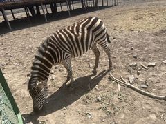 -新疆天山野生动物园