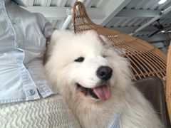 -星多哈·狗咖·拼豆·咖啡