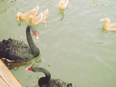 -芭东小镇温泉