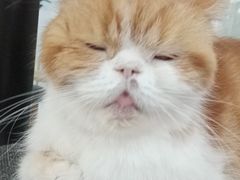 -喵园·猫主题咖啡厅·撸猫·猫咖(国贸店)