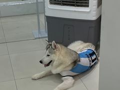 -怪兽屋·羊驼·猫咖·狗咖(俊华广场店)