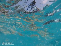 -重庆海昌加勒比海水世界
