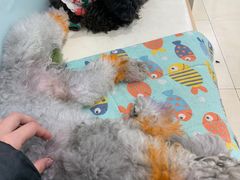 -宠福鑫康馨动物医院·骨科·眼科
