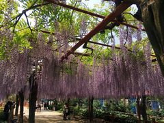 -嘉定紫藤园