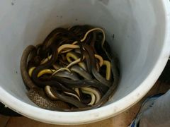 -荔城生鲜盛宴(番禺旗舰店)