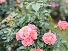 -人民公园(罗湖区)