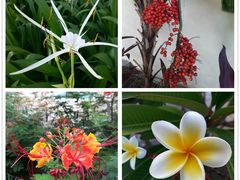 2-三亚亚龙湾凯莱仙人掌度假酒店