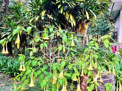 -中国科学院西双版纳热带植物园