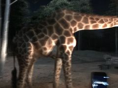 -清迈夜间动物园
