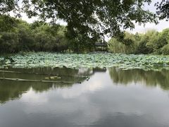 -西溪国家湿地公园